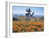 California, Antelope Valley, Joshua Trees in California Poppy-Christopher Talbot Frank-Framed Photographic Print