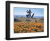 California, Antelope Valley, Joshua Trees in California Poppy-Christopher Talbot Frank-Framed Photographic Print