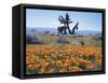 California, Antelope Valley, Joshua Trees in California Poppy-Christopher Talbot Frank-Framed Stretched Canvas