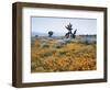 California, Antelope Valley, Joshua Trees in California Poppy-Christopher Talbot Frank-Framed Photographic Print