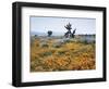 California, Antelope Valley, Joshua Trees in California Poppy-Christopher Talbot Frank-Framed Photographic Print