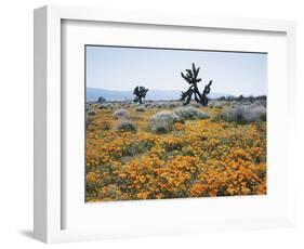 California, Antelope Valley, Joshua Trees in California Poppy-Christopher Talbot Frank-Framed Photographic Print