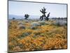 California, Antelope Valley, Joshua Trees in California Poppy-Christopher Talbot Frank-Mounted Photographic Print