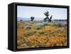 California, Antelope Valley, Joshua Trees in California Poppy-Christopher Talbot Frank-Framed Stretched Canvas