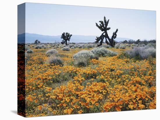 California, Antelope Valley, Joshua Trees in California Poppy-Christopher Talbot Frank-Stretched Canvas