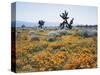 California, Antelope Valley, Joshua Trees in California Poppy-Christopher Talbot Frank-Stretched Canvas