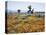 California, Antelope Valley, Joshua Trees in California Poppy-Christopher Talbot Frank-Stretched Canvas