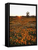 California, Antelope Valley, Sunrise Behind a Joshua Tree and Flowers-Christopher Talbot Frank-Framed Stretched Canvas