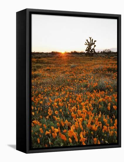 California, Antelope Valley, Sunrise Behind a Joshua Tree and Flowers-Christopher Talbot Frank-Framed Stretched Canvas