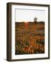 California, Antelope Valley, Sunrise Behind a Joshua Tree and Flowers-Christopher Talbot Frank-Framed Photographic Print