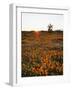 California, Antelope Valley, Sunrise Behind a Joshua Tree and Flowers-Christopher Talbot Frank-Framed Photographic Print