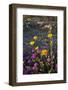 California, Anza-Borrego Desert. Desert Sunflowers and Sand Verbena-Jaynes Gallery-Framed Photographic Print