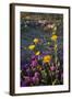 California, Anza-Borrego Desert. Desert Sunflowers and Sand Verbena-Jaynes Gallery-Framed Photographic Print