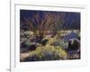 California, Anza Borrego Desert Sp, Backlit Ocotillos and Brittlebush-Christopher Talbot Frank-Framed Photographic Print