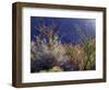 California, Anza Borrego Desert Sp, Backlit Ocotillos and Brittlebush-Christopher Talbot Frank-Framed Photographic Print