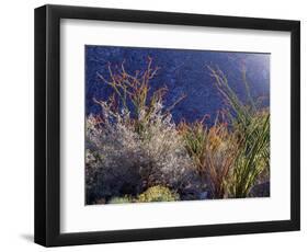 California, Anza Borrego Desert Sp, Backlit Ocotillos and Brittlebush-Christopher Talbot Frank-Framed Photographic Print