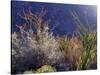 California, Anza Borrego Desert Sp, Backlit Ocotillos and Brittlebush-Christopher Talbot Frank-Stretched Canvas