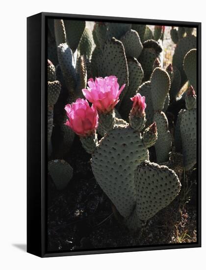 California, Anza Borrego Desert Sp, Beavertail Cactus Flowers-Christopher Talbot Frank-Framed Stretched Canvas