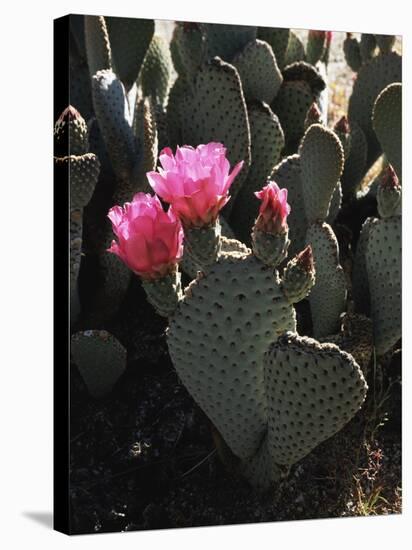 California, Anza Borrego Desert Sp, Beavertail Cactus Flowers-Christopher Talbot Frank-Stretched Canvas