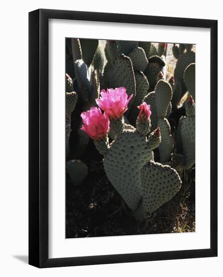 California, Anza Borrego Desert Sp, Beavertail Cactus Flowers-Christopher Talbot Frank-Framed Photographic Print