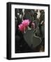 California, Anza Borrego Desert Sp, Beavertail Cactus Flowers-Christopher Talbot Frank-Framed Photographic Print