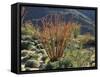 California, Anza Borrego Desert Sp, Blooming Ocotillos in the Desert-Christopher Talbot Frank-Framed Stretched Canvas