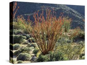 California, Anza Borrego Desert Sp, Blooming Ocotillos in the Desert-Christopher Talbot Frank-Stretched Canvas