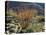 California, Anza Borrego Desert Sp, Blooming Ocotillos in the Desert-Christopher Talbot Frank-Stretched Canvas