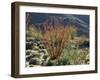 California, Anza Borrego Desert Sp, Blooming Ocotillos in the Desert-Christopher Talbot Frank-Framed Photographic Print