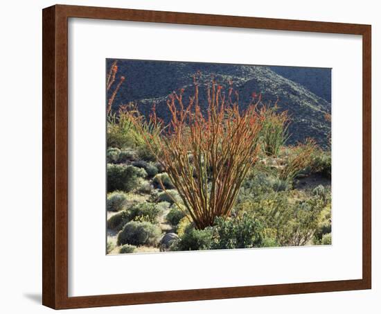 California, Anza Borrego Desert Sp, Blooming Ocotillos in the Desert-Christopher Talbot Frank-Framed Photographic Print