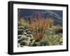 California, Anza Borrego Desert Sp, Blooming Ocotillos in the Desert-Christopher Talbot Frank-Framed Photographic Print