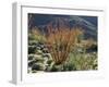 California, Anza Borrego Desert Sp, Blooming Ocotillos in the Desert-Christopher Talbot Frank-Framed Photographic Print