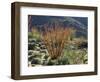 California, Anza Borrego Desert Sp, Blooming Ocotillos in the Desert-Christopher Talbot Frank-Framed Photographic Print