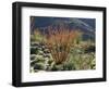 California, Anza Borrego Desert Sp, Blooming Ocotillos in the Desert-Christopher Talbot Frank-Framed Photographic Print