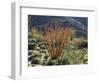 California, Anza Borrego Desert Sp, Blooming Ocotillos in the Desert-Christopher Talbot Frank-Framed Photographic Print