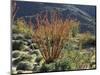 California, Anza Borrego Desert Sp, Blooming Ocotillos in the Desert-Christopher Talbot Frank-Mounted Photographic Print