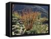 California, Anza Borrego Desert Sp, Blooming Ocotillos in the Desert-Christopher Talbot Frank-Framed Stretched Canvas