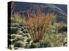 California, Anza Borrego Desert Sp, Blooming Ocotillos in the Desert-Christopher Talbot Frank-Stretched Canvas