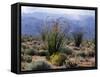 California, Anza Borrego Desert Sp, Brittlebush and Blooming Ocotillo-Christopher Talbot Frank-Framed Stretched Canvas