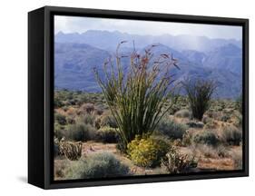 California, Anza Borrego Desert Sp, Brittlebush and Blooming Ocotillo-Christopher Talbot Frank-Framed Stretched Canvas