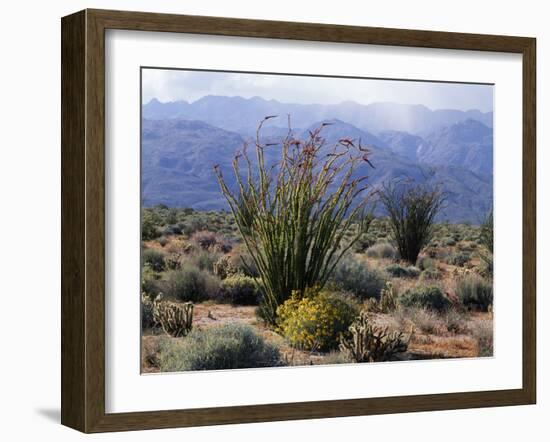 California, Anza Borrego Desert Sp, Brittlebush and Blooming Ocotillo-Christopher Talbot Frank-Framed Premium Photographic Print