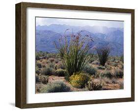 California, Anza Borrego Desert Sp, Brittlebush and Blooming Ocotillo-Christopher Talbot Frank-Framed Premium Photographic Print
