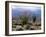 California, Anza Borrego Desert Sp, Brittlebush and Blooming Ocotillo-Christopher Talbot Frank-Framed Premium Photographic Print