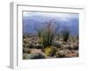 California, Anza Borrego Desert Sp, Brittlebush and Blooming Ocotillo-Christopher Talbot Frank-Framed Premium Photographic Print