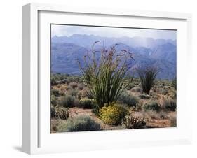 California, Anza Borrego Desert Sp, Brittlebush and Blooming Ocotillo-Christopher Talbot Frank-Framed Premium Photographic Print