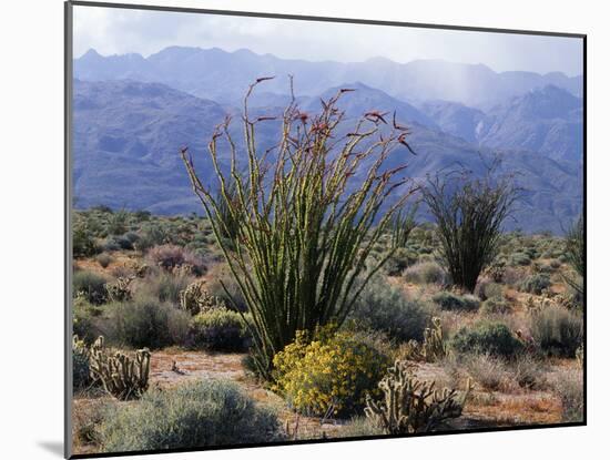 California, Anza Borrego Desert Sp, Brittlebush and Blooming Ocotillo-Christopher Talbot Frank-Mounted Premium Photographic Print