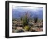 California, Anza Borrego Desert Sp, Brittlebush and Blooming Ocotillo-Christopher Talbot Frank-Framed Photographic Print