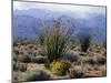 California, Anza Borrego Desert Sp, Brittlebush and Blooming Ocotillo-Christopher Talbot Frank-Mounted Photographic Print
