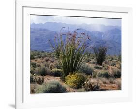 California, Anza Borrego Desert Sp, Brittlebush and Blooming Ocotillo-Christopher Talbot Frank-Framed Photographic Print