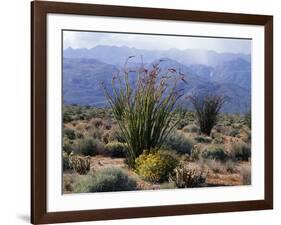 California, Anza Borrego Desert Sp, Brittlebush and Blooming Ocotillo-Christopher Talbot Frank-Framed Photographic Print